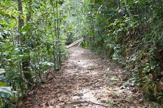 Kottawa Conservation Forest